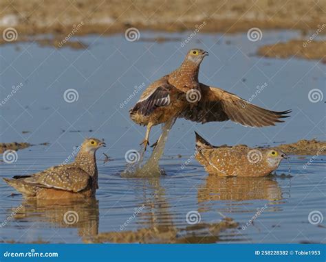 Departure from Pond Carrying Water Stock Photo - Image of park ...