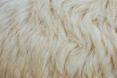 Sheep fur texture. Macro. — Stock Photo © DNKSTUDIO #11617903