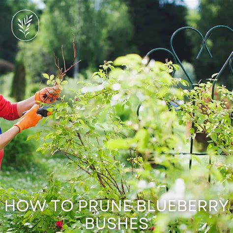 How to prune blueberry bushes 𢡄 A step by step guide to frui