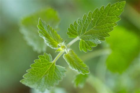 Catmint Plant Varieties