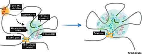 Emerging Regulatory Mechanisms Of Noncoding Rnas In Topologically