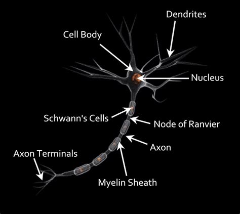 Brain Cell | The Thinking Business