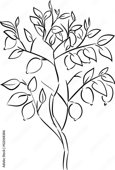 Lime Tree Drawing