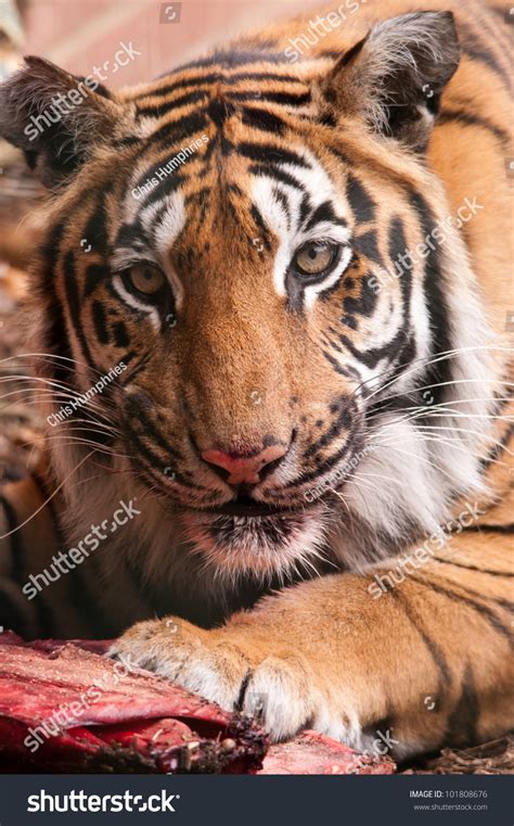 Bengal Tiger Eating Stock Photo 101808676 Shutterstock