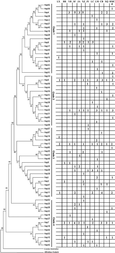 Phylogenetic Trees Of The Mtdna Control Region Haplotypes In C