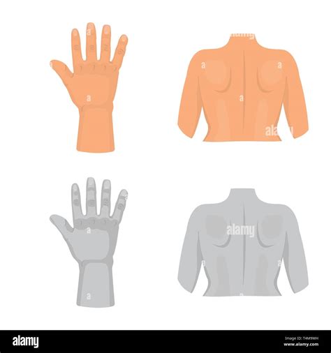 Vector Design Of Body And Part Icon Collection Of Body And Anatomy