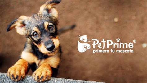 Principales Problemas Digestivos En Perros Sumimascotas