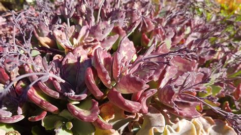 Kalanchoe Humilis Ground Cover Succulent Shop Nursery South Africa