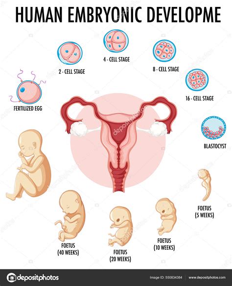 Desenvolvimento Embrionário Humano Ilustração Infográfica Humana Vetor