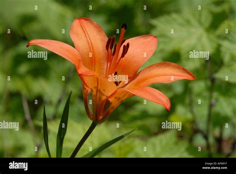 Close Up On Western Wood Lily Stock Photo Alamy