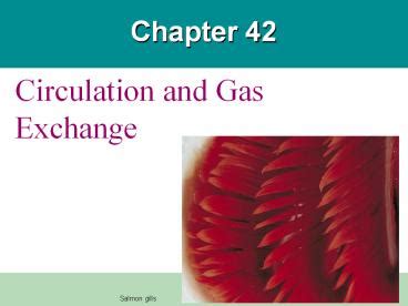 PPT Circulation And Gas Exchange PowerPoint Presentation Free To