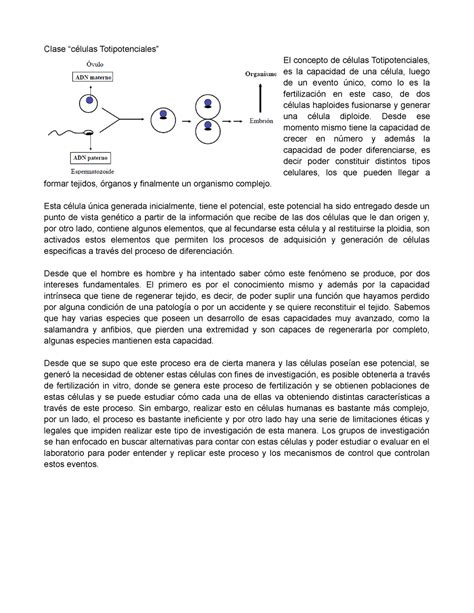 Células Totipotenciales Clase El concepto de Totipotenciales es la