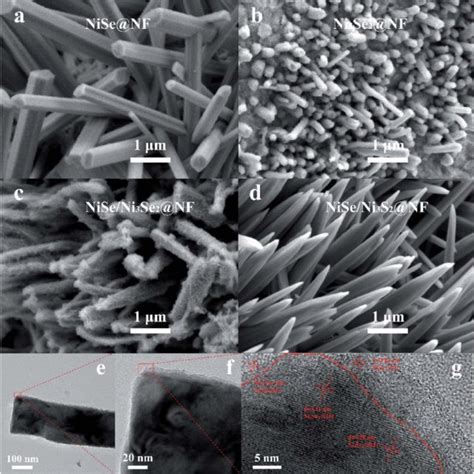 Morphological And Structural Characterizations Sem Images Of Nise Nf