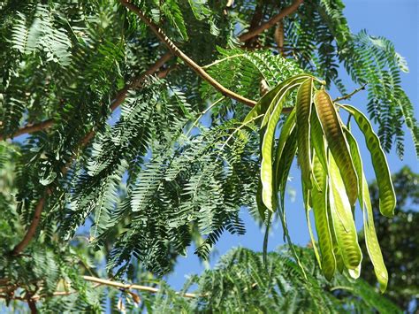 Leucaena | Central QLD Coast Landcare Network