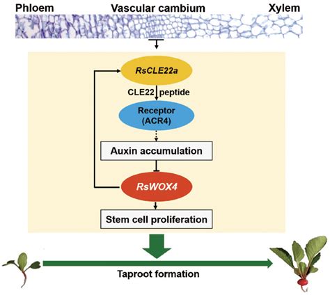 科学网—journal Of Experimental Botany：萝卜cle22a通过生长素信号转导相关通路调控主根生长 郝兆东的博文