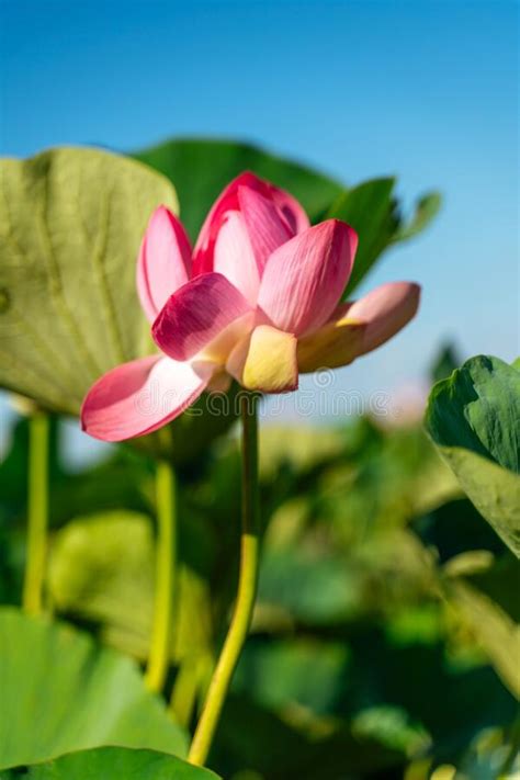 A Pink Lotus Flower Sways In The Wind Nelumbo Nucifera Against The