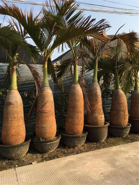 Пальма бутылочная «hyophorbe» (высота 4 метра) купить с доставкой в СПб