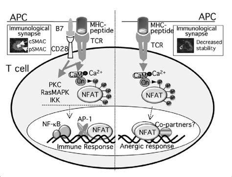 Signaling Pathways In Activated And Anergic T Cells T Cell Activation Download Scientific