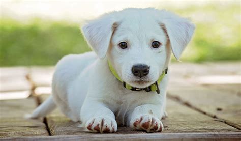 introduction     lab puppies dogmal