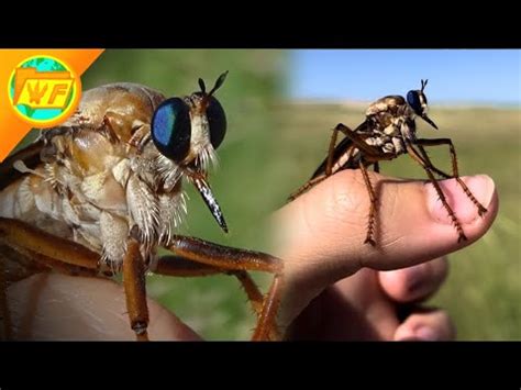 The BIGGEST FLY In America Giant Prairie Robber Fly YouTube