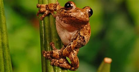 What is a Fear of Frogs Called, and Why Do Some People Have This Phobia ...