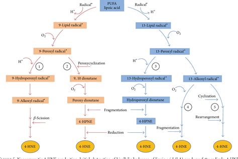 Figure 7 From Lipid Peroxidation Production Metabolism And Signaling