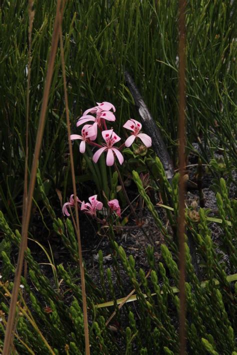 Feather Red Storksbill From Silvermine East Waterfall To Junction Pool