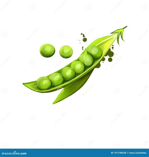 Pea Isolated On White Small Spherical Seed Or Seed Pod Pisum Sativum