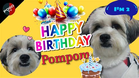 Happy 2nd Birthday Pompom Pogo Tv Youtube