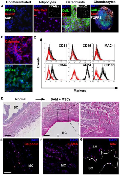 In Vitro Characterization Of Rat Mscs Alone And On Bam A Rat Download Scientific Diagram