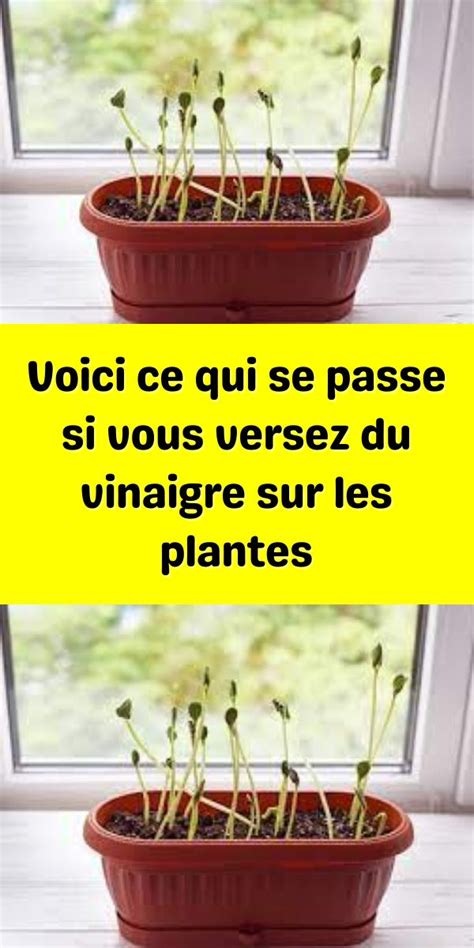 Voici Ce Qui Se Passe Si Vous Versez Du Vinaigre Sur Les Plantes