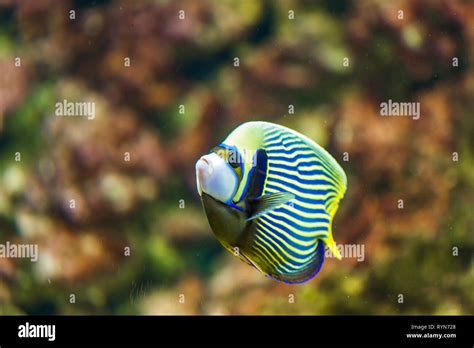 Imperator Kaiserfisch Pomacanthus Imperator Im Wasser Stockfotografie