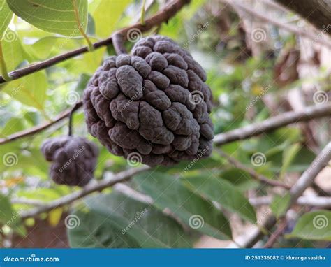 A Beautiful Brown Anona Fruit on a Branch of Anona Tree. Stock Photo ...