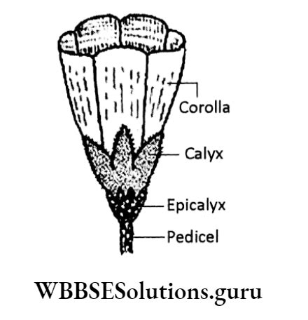 Wbbse Solutions For Class Life Science Chapter Continuity Of Life