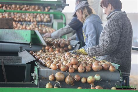 D Ugie I Dobre Przechowywanie Cebuli Film Warzywa Polowe