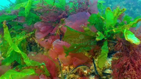 Red Algae Porphira Leucosticta Ceramium Sp Enteromorpha Sp Stock