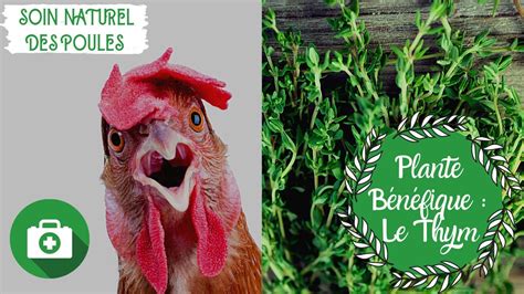 Plantes B N Fiques Pour Les Poules Le Thym Soin Naturel Des Poules