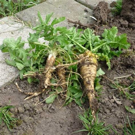 Lijst Met Wilde Eetbare Planten Forest To Plate In Eetbare