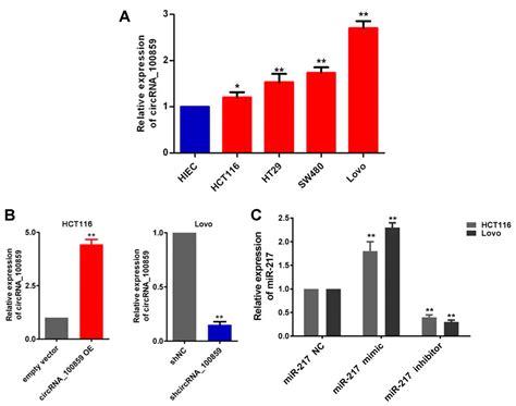 Circrna100859 Functions As An Oncogene In Colon Cancer By Sponging The Mir 217 Hif 1α Pathway