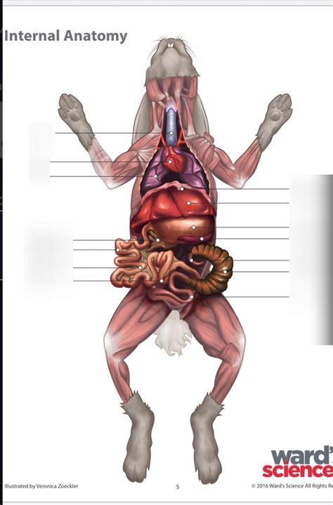 Rabbits Organs Diagram Quizlet