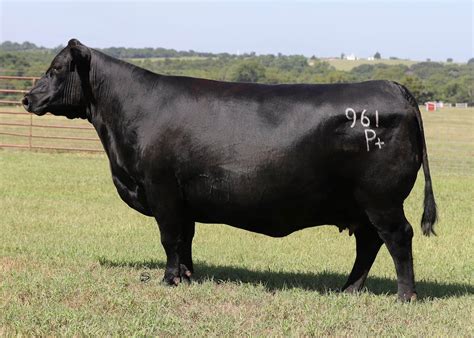 Angus Embryos For Sale Sb10 3227 Sire Buyer