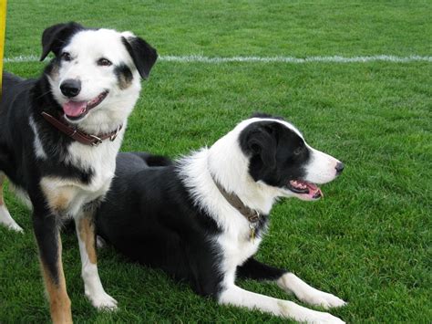 Intermediate DW Book Blog: Sheep Dogs