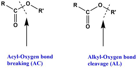 Ester Hydrolysis Easy Introduction With Mechanisms Chemistry Notes