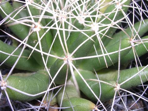 Cactus Characteristics Types History And More Dengarden