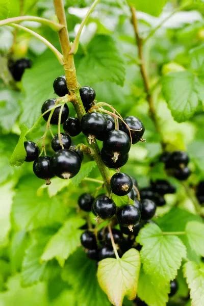 Ribes Nigrum Ben Sarek Blackcurrant