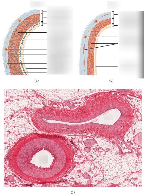 artery and vein in cross section Diagram | Quizlet