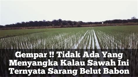 Pesta Strike Belut Besar Terbanyak Spot Sawah Di 2021 Mancing Belut