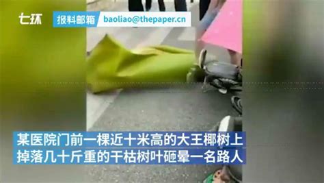 广东一男子被一片树叶砸晕 倒在地上不省人事 搜狐大视野 搜狐新闻