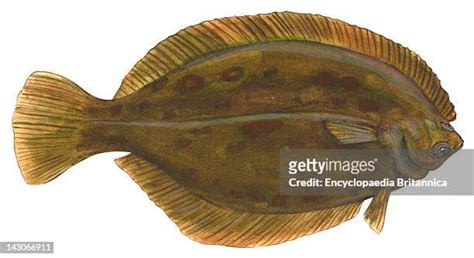 113 Flounder Drawing Stock Photos, High-Res Pictures, and Images - Getty Images