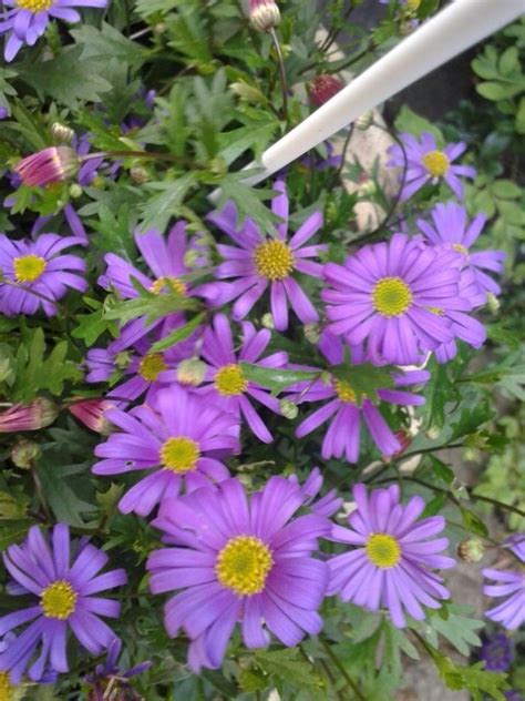 Purple Flowers With Yellow Centers And Green Leaves In The Foreground